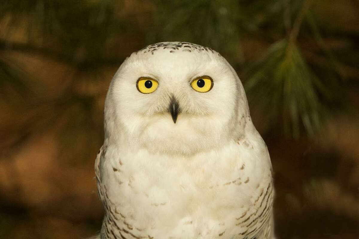 Otsi, a snowy owl that was hit by a car in Stratford, is now a permanent resident and "ambassador bird" at a rehabilitation and education center in Killingworth.