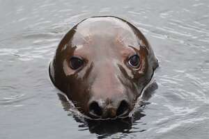 Shoebert the seal released after rehabbing at Mystic Aquarium