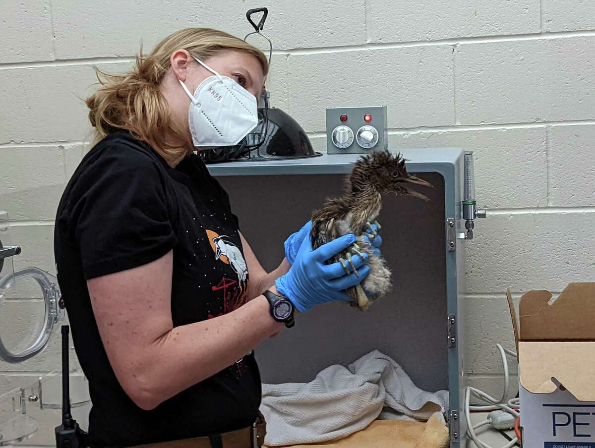 A rescue team in the East Bay saved 140 baby black-crowned night herons from the downtown area over a five month period - the most ever since rescue efforts began in 2015, officials said.