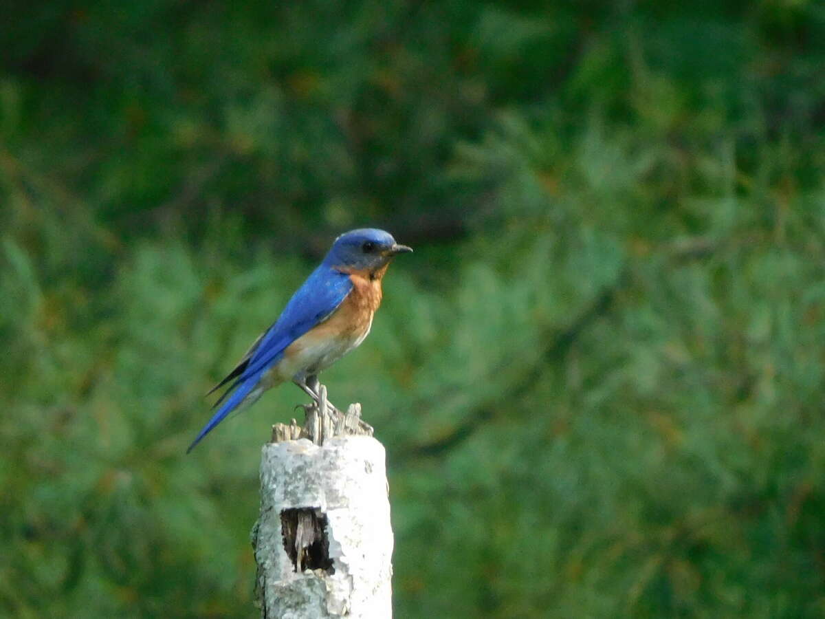A bluebird shows off its colorful feathers at Little Swamp Sanctuary.