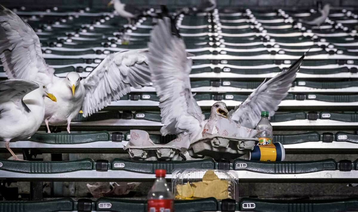Seagulls search through piles of trash in the bleacher section after the San Francisco Giants played the Colorado Rockies at Oracle Park in San Francisco, Calif., on Tuesday, September 27, 2022. For years, the Giants organization has mitigated the amount of waste that heads to the landfill by diverting the vast majority to recycling programs by sorting by hand the refuse from bins and that which is left behind by fans in the stands.
