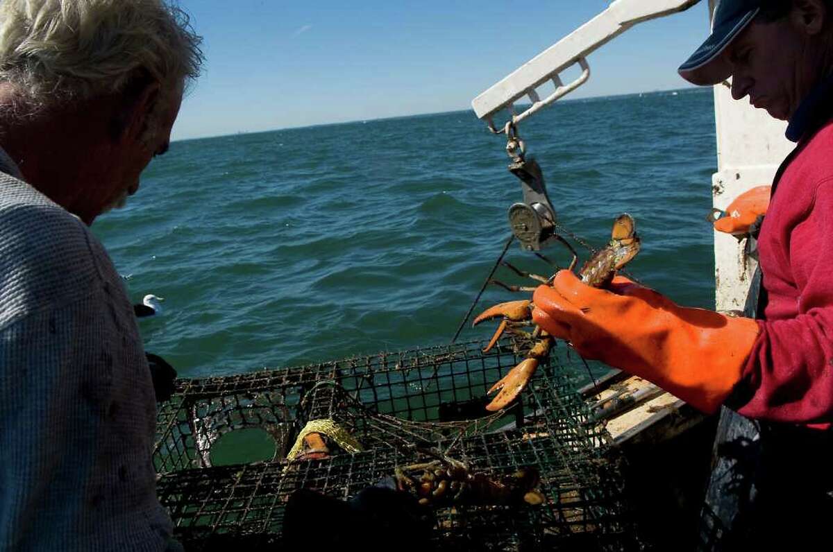 Roger Frate hauls his lobster traps on Long Island Sound with Roy Dickhart in Stamford, Conn. on Friday October 8, 2010.