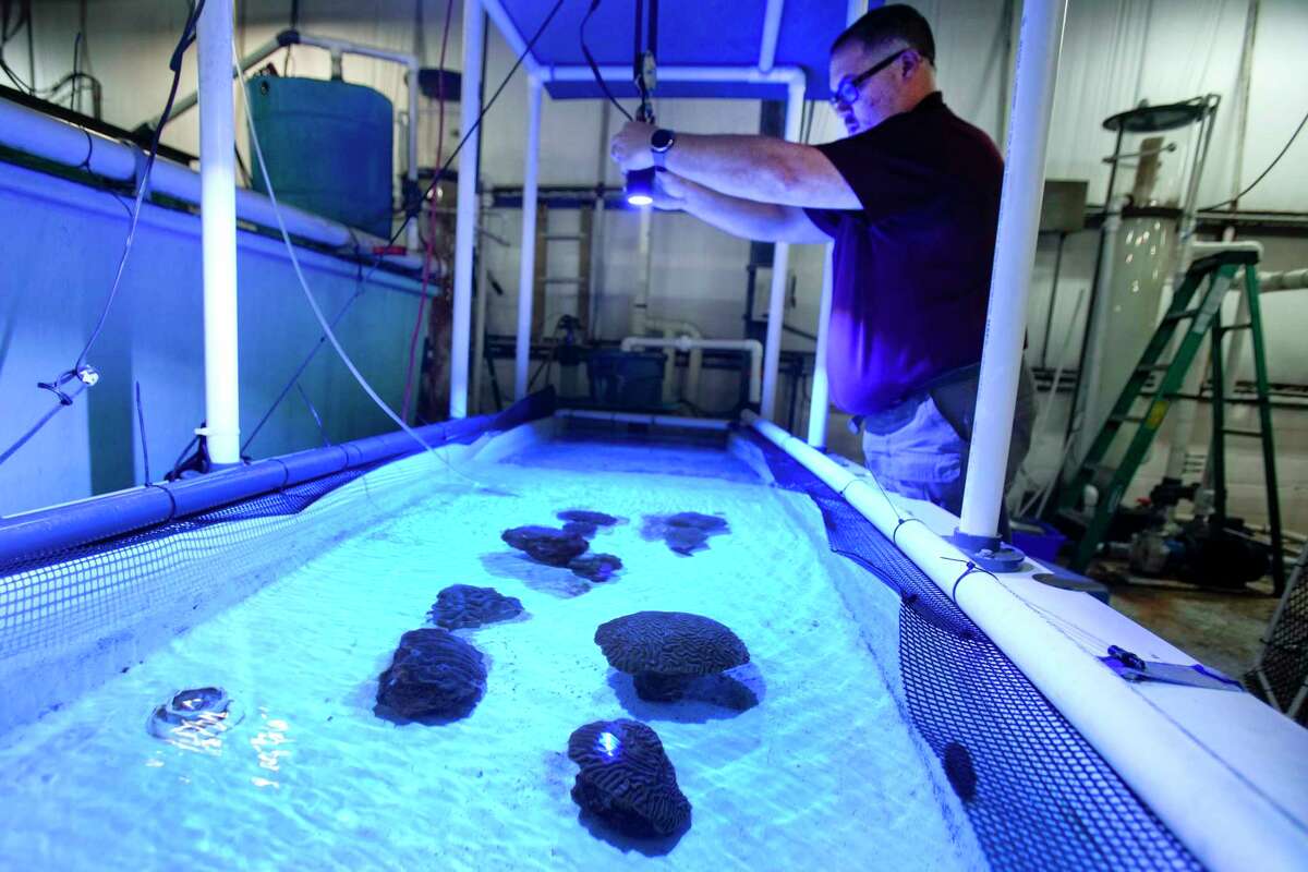 David Sanchez, senior biologist, flips on a light to take a look at coral species in a quarantine tank at Moody Gardens Thursday, Sept. 29, 2022 in Galveston. Signs of a disease have shown up at the Flower Garden Banks marine sanctuary in the Gulf, which is home to a lot of otherwise very healthy coral.