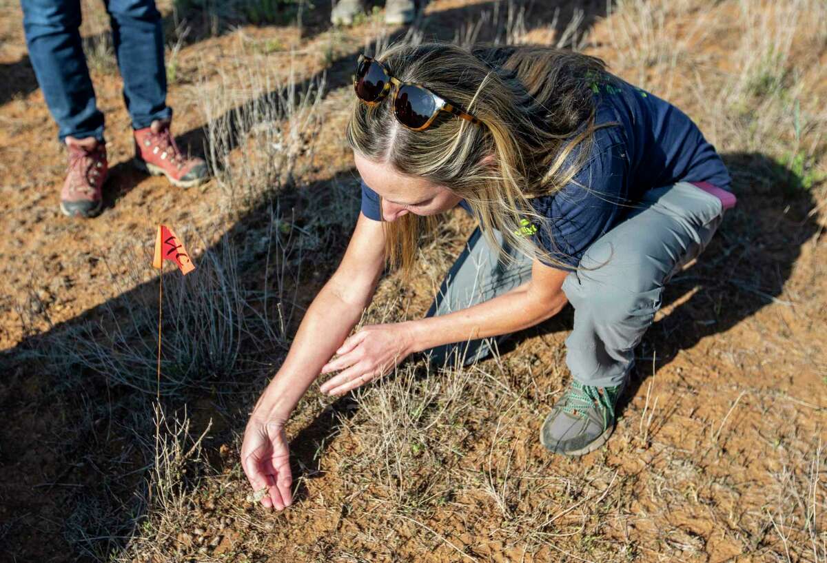 Scat and dogs: San Antonio Zoo releases horny toads into nature