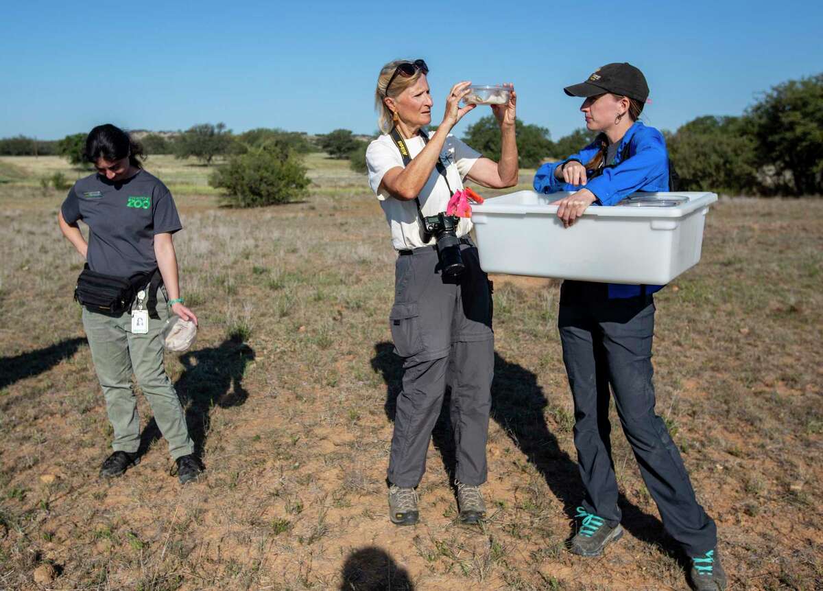 Tina Adkins, center, looks Wednesday, Sept. 28, 2022, at horned lizards on a ranch in northern Blanco County before the reptiles are released on the ranch as part of the San Antonio Zoo’s Texas Horned Lizard Reintroduction Project, which aims to increase wild populations of the state reptile of Texas.