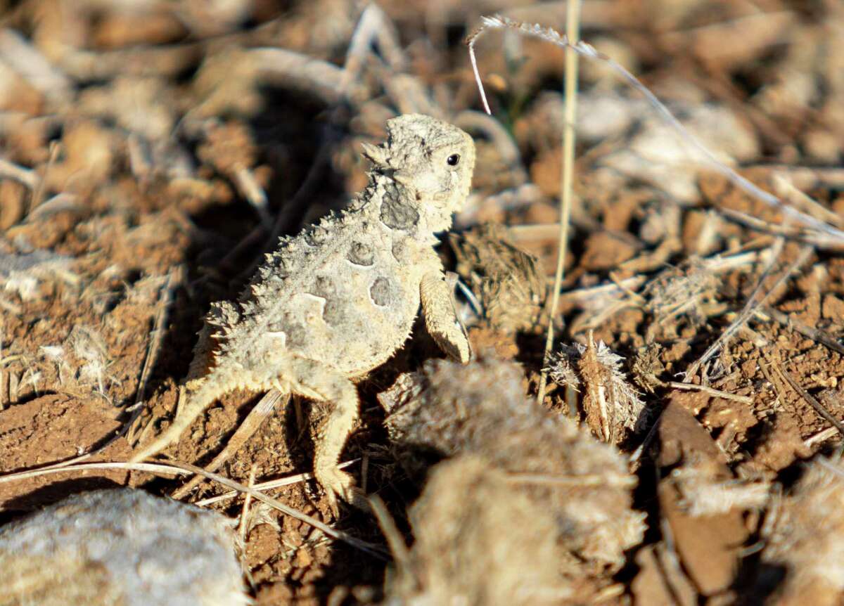 San Antonio Zoo horned lizards released into the wild