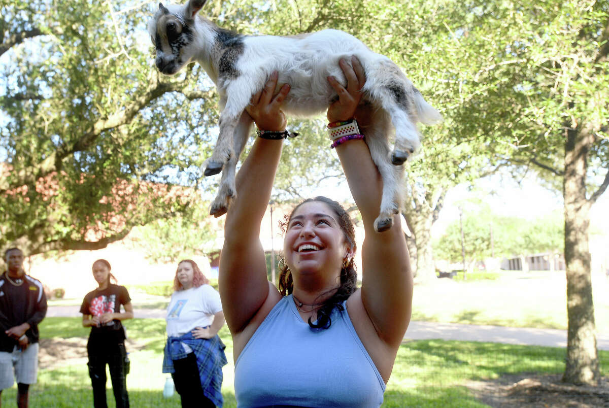 Giselle Cantu does a tree pose while holding a goat overhead as Lamar students enjoy goat yoga amid a week of fun, quirky and spirited homecoming events that began Monday. Photo made Thursday, September 29, 2022 Kim Brent/Beaumont Enterprise