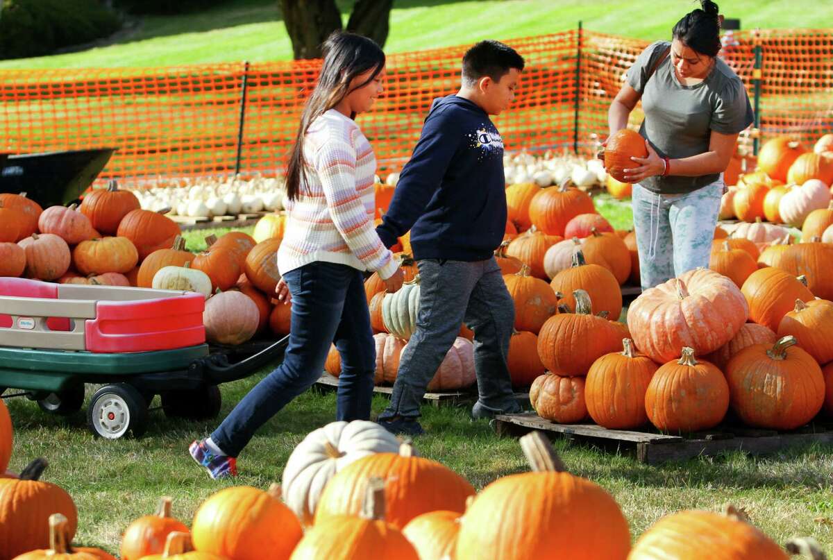 Mariana Mazariegos, 11, her brother Luis, 8, and mom Emmy search for the perfect pumpkins at St. John's Lutheran Church's annual "Pumpkins for a Purpose" pumpkin sale in Stamford, Conn., on Thursday September 29, 2022. The patch is open daily from 3-6 p.m. All proceeds from sales go to Building One Community, Pacific House and Family Centers Literacy Volunteers Program.