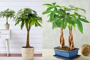 Money tree plant care, watering and how to braid