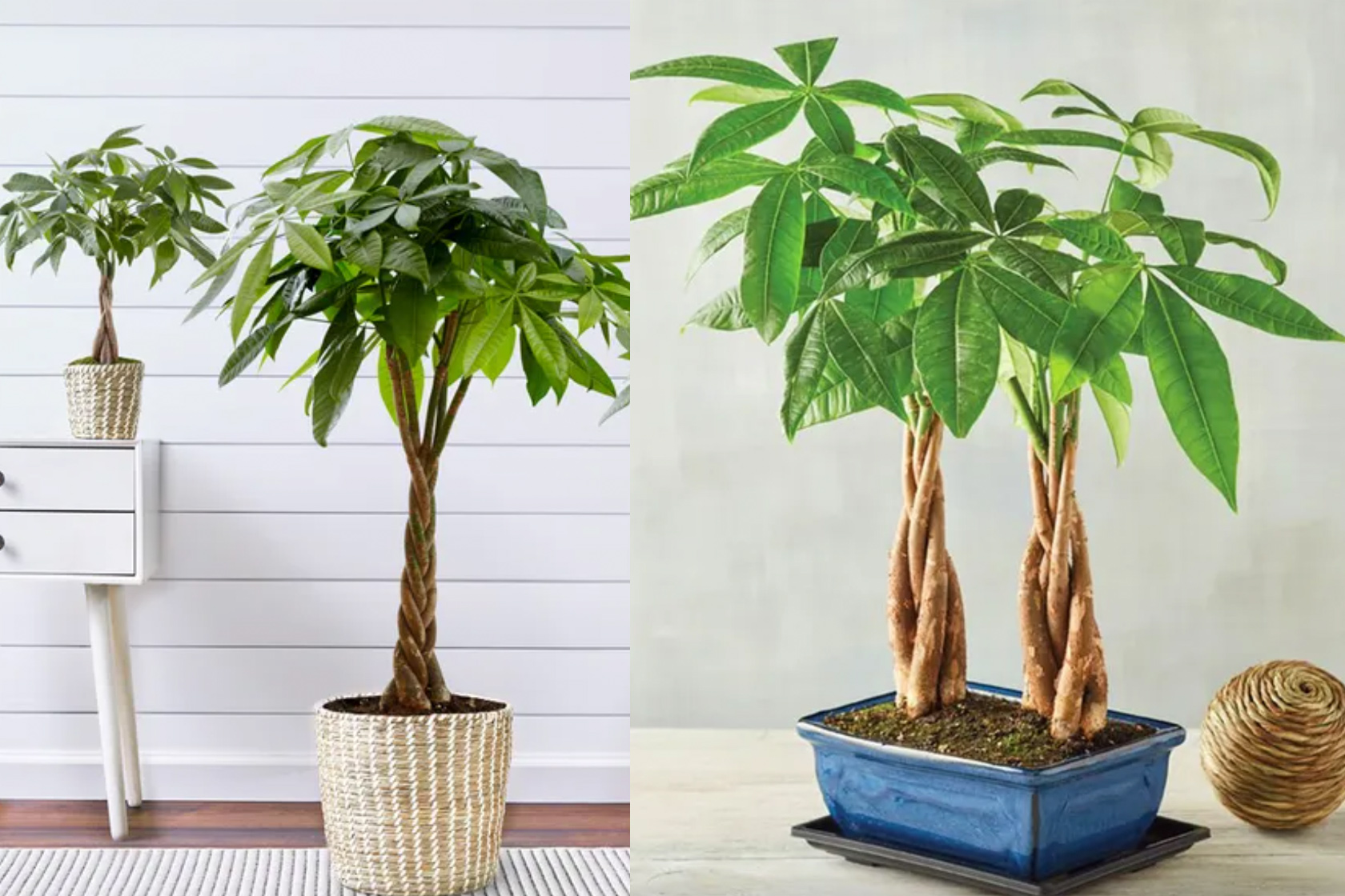 How to take care a money tree plant