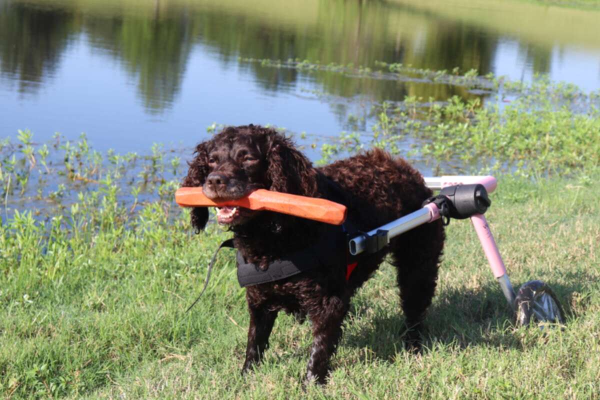 This is Bay Lee, a Boykin Spaniel from the Houston area. 