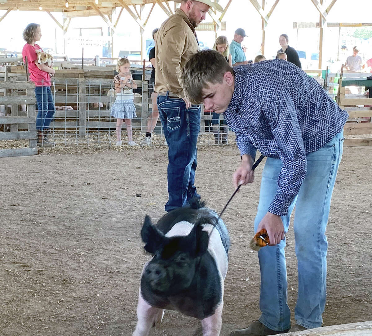 Bluffs FFA chapter member Zack Evans attends the Section 13 VoAg Fair on June 3 in Carrollton and showed at the Greene County Fairgrounds. Evans, who keeps his supervised agricultural experience on swine production, showed his pigs. Zack won reserved champion with his January gilt and grand champion in showmanship. 
