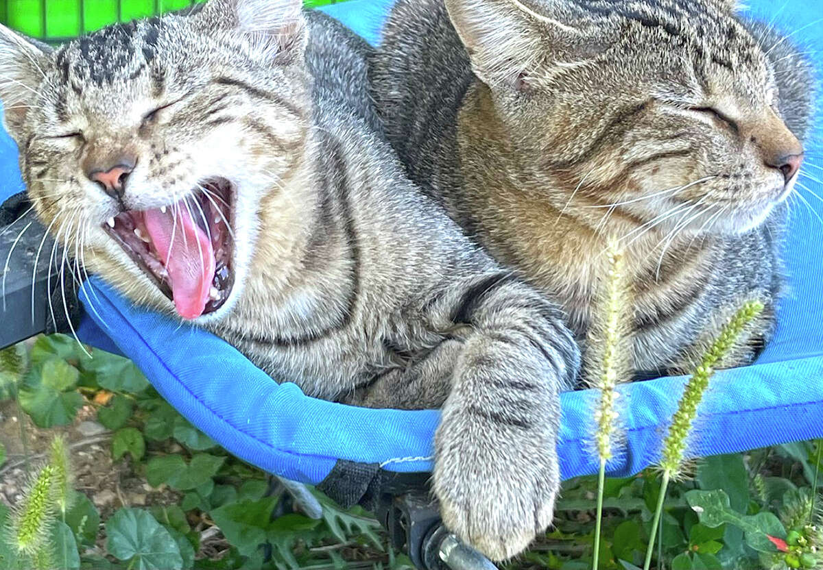 A cat gives a big yawn while hanging out with a friend on a chair.