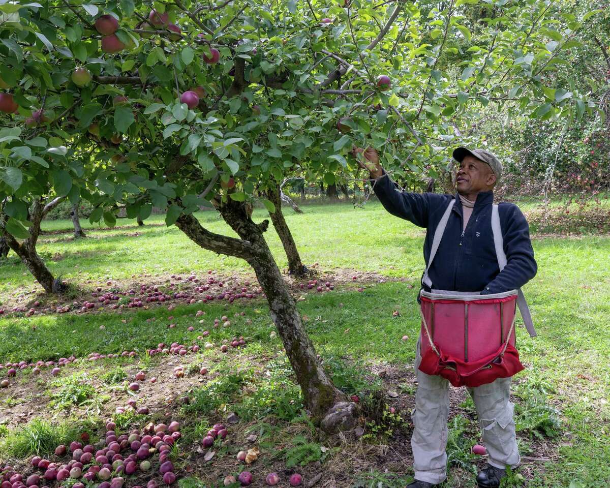 From Jamaica to Schoharie H2A workers help maintain local apple farms