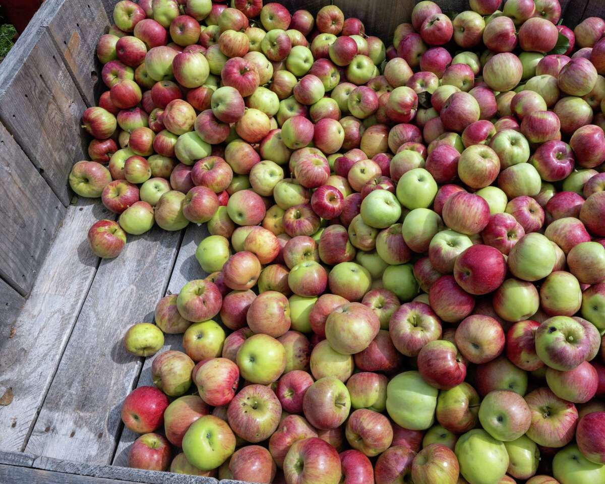From Jamaica to Schoharie H2A workers help maintain local apple farms