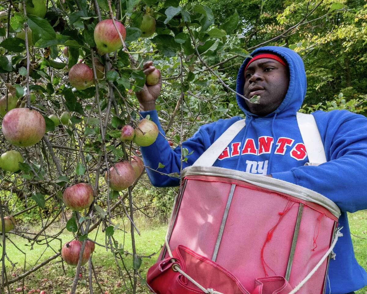 From Jamaica to Schoharie H2A workers help maintain local apple farms