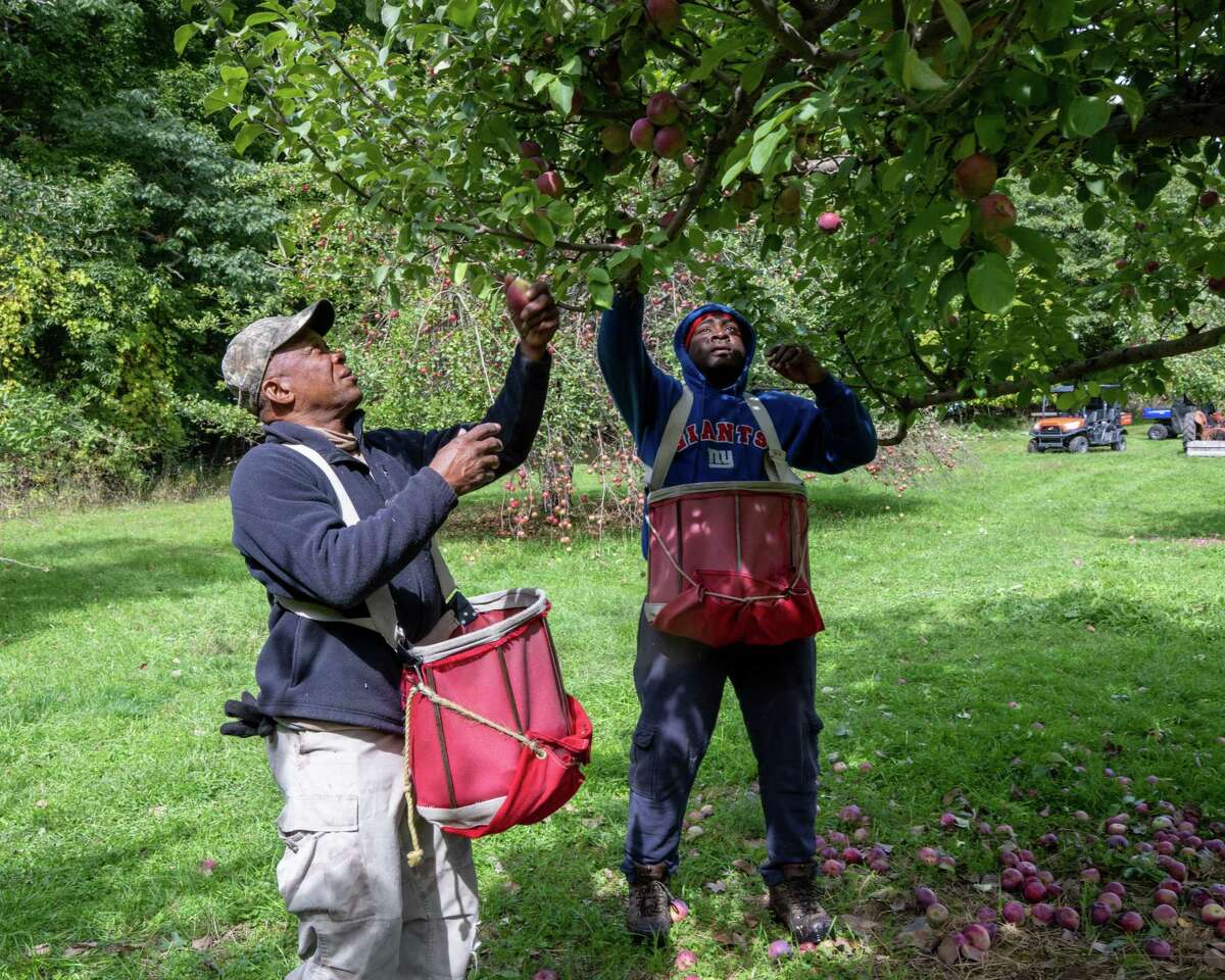 From Jamaica to Schoharie H2A workers help maintain local apple farms