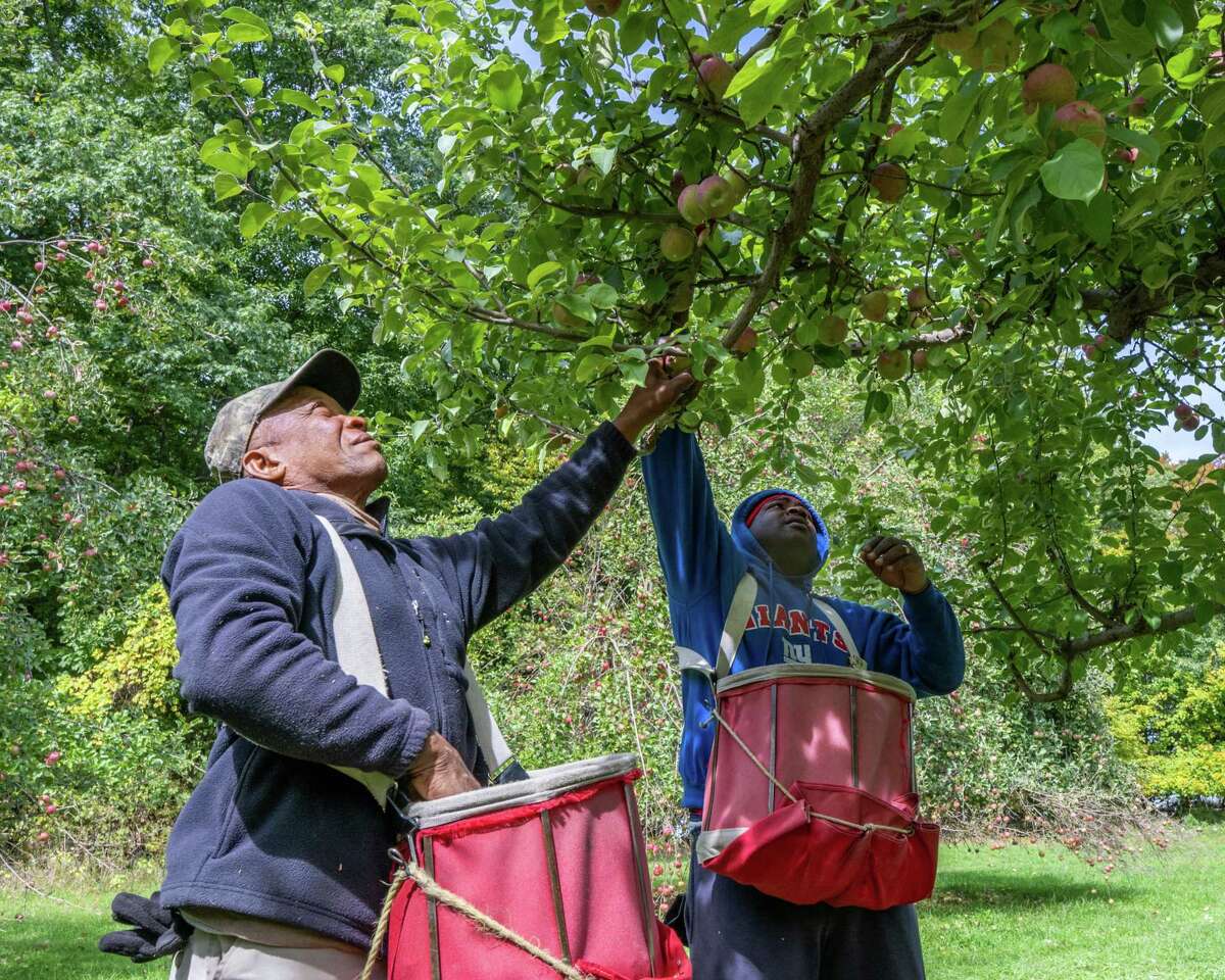 From Jamaica to Schoharie H2A workers help maintain local apple farms