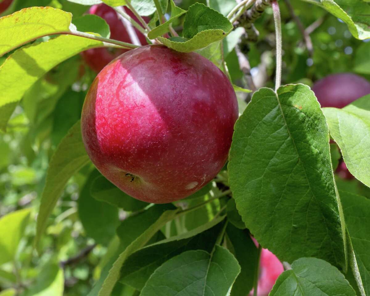 From Jamaica to Schoharie H2A workers help maintain local apple farms