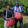 Willis Newman (left) and Andre Williams, H2A workers from Jamaica, at Terrace Mountain Orchard in Schoharie, NY, on Friday, Sept. 30, 2022. (Jim Franco/Special to the Times Union)