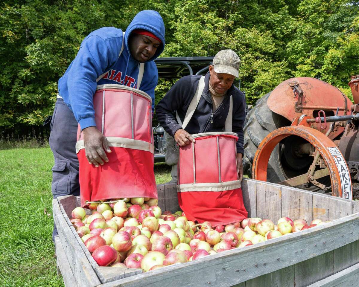 From Jamaica to Schoharie H2A workers help maintain local apple farms
