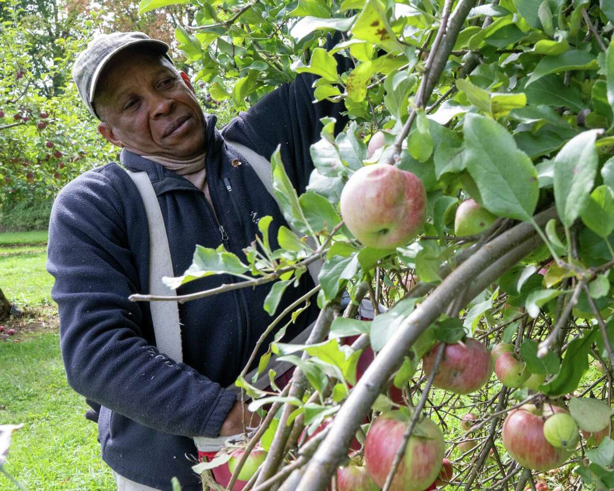 From Jamaica to Schoharie H2A workers help maintain local apple farms