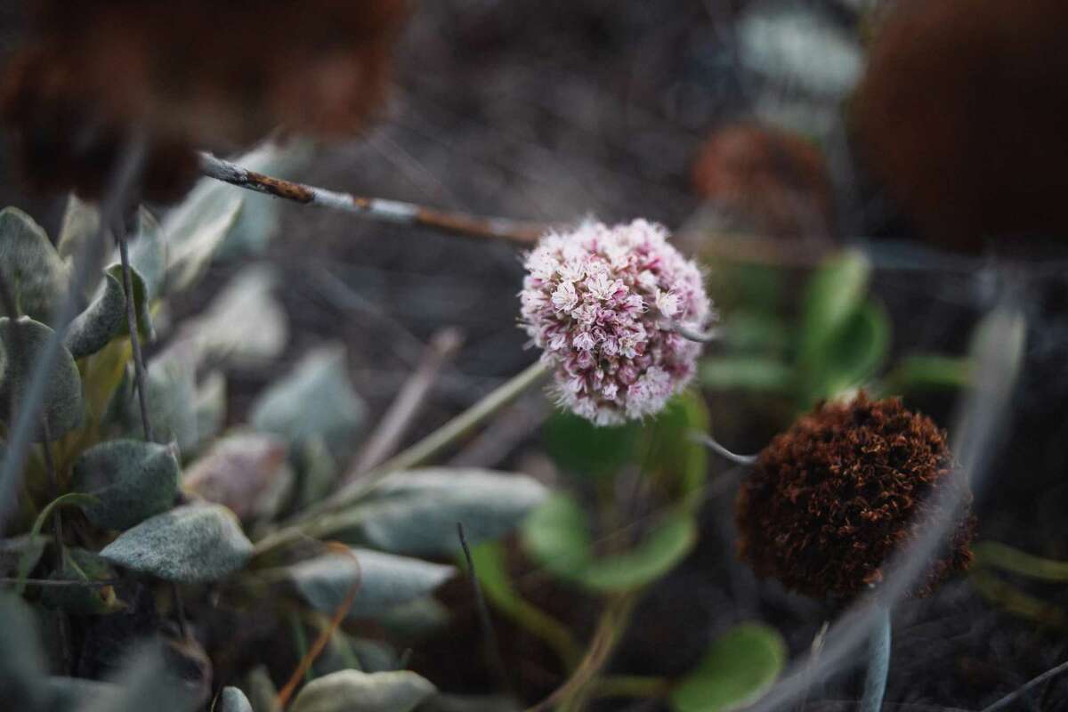 Seaside buckwheat on the Lanphere Dunes in Arcata, Calif. on Friday, Sep 16, 2022. For nearly 40 years, Andrea Pickart of US Fish and Wildlife Service has worked to restore native plants to the dunes in the Manila area of Humboldt Bay. Her work is being rewarded after a recent study shows that native plants can do a better job making dunes resilient to sea level rise than invasive ones. The sea level is expected to rise 3 feet by 2060 in Humboldt Bay, the fastest rate on the West Coast. Worsened by tectonic activity, sea level rise threatens residences, stored waste from a decommissioned nuclear plant, wastewater treatment plants, and part of Highway 101 that connects Eureka and Arcata.