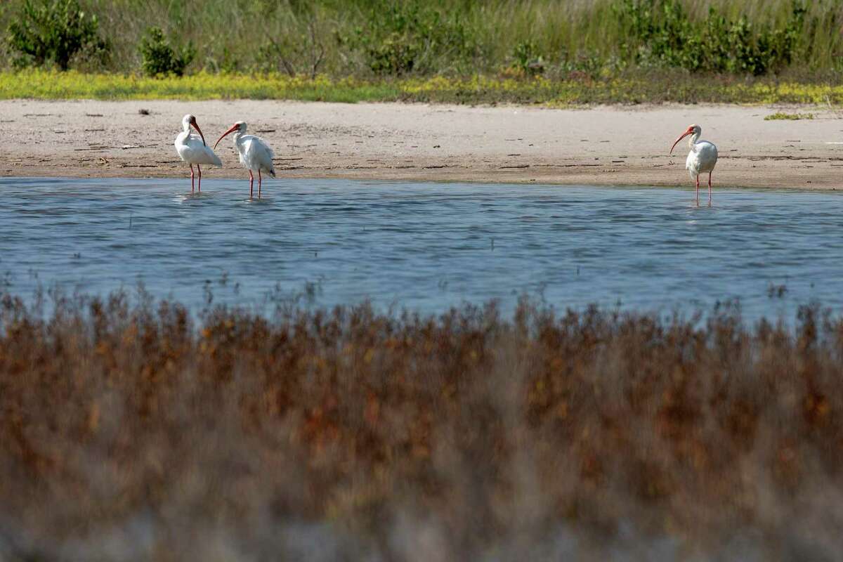 Three white ibis shorebirds can be seen on Port Aransas in September. Erosion is affecting the nesting of many shorebirds.