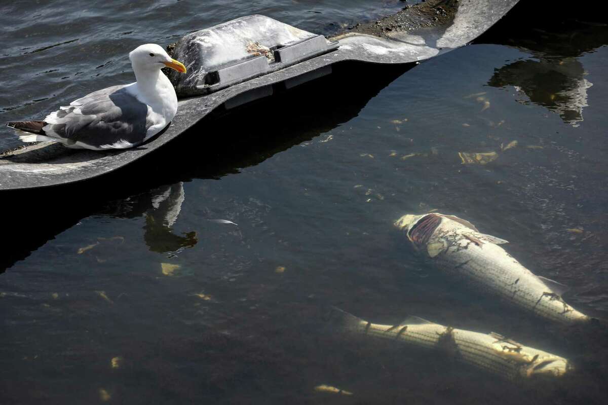 8月，奥克兰的梅里特湖，海鸥坐在死鱼旁边。夏末，湖上和旧金山湾的藻类大量繁殖杀死了许多鱼。