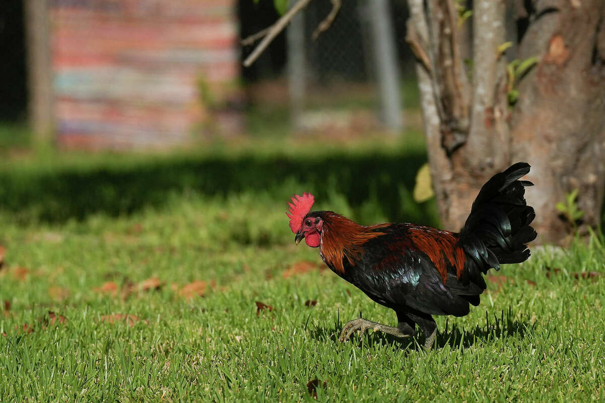 A rooster walks through Sandra Edwards yard in the Fifth Ward neighborhood on Wednesday, Sept. 28, 2022 in Houston. The EPA passed out flyers recommending Edwards and her neighbors wash fruits and veggies from their gardens and donât eat eggs from backyard chickens.