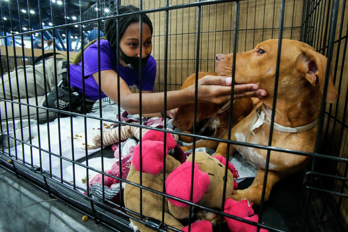 Micelle McHughes, of Barc, reaches in to pet a pair of dogs up for adoption during a mega pet adoption event at George R. Brown Convention Center Saturday, Sept. 3, 2022 in Houston. 
