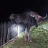 A moose trapped on a fence in Barkhamsted was freed overnight, according to state environmental police.