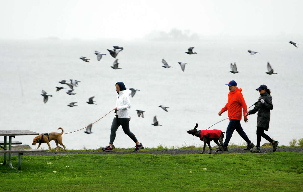 A flock of tree swallows go past some dog walkers at Sherwood Island State Park in Westport, Conn., on Saturday October 1, 2022.