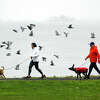 A flock of tree swallows go past some dog walkers at Sherwood Island State Park in Westport, Conn., on Saturday October 1, 2022.