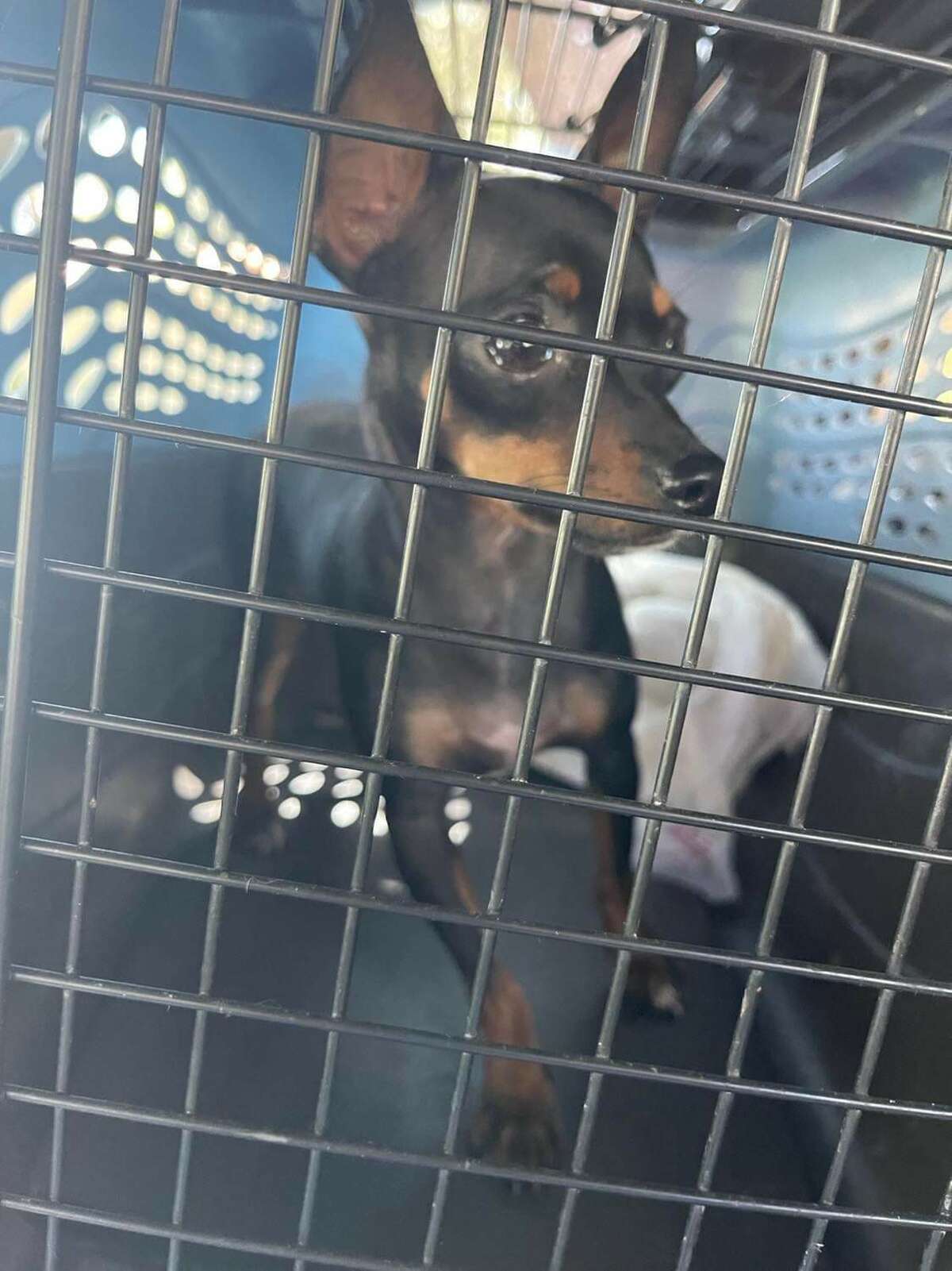 Chiripa being transported from Laredo, Texas to San Antonio, Texas where she would then be onboarded a cargo van for pets to travel to New Jersey and arrive to NYC by Monday. 