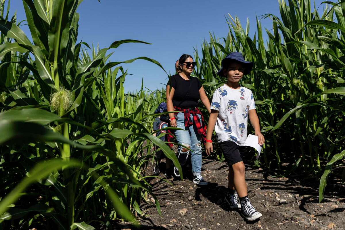 Arthur Martinez, Jr., 7, leads his family along the path on the opening day of the Corny Maze at Trader's Village in San Antonio, TX, on Oct. 1, 2022. The maze is billed as South Texas' largest corn maze, it actually incorporates three separate mazes on a 10-acre lot at Traders Village in the Corny Maze’s fifth year.