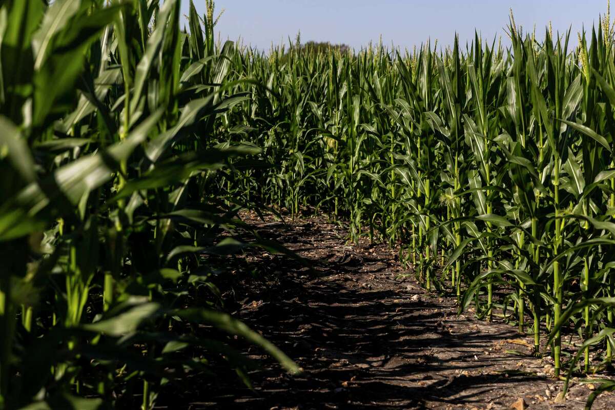 Traders Village's corn maze makes its return this fall