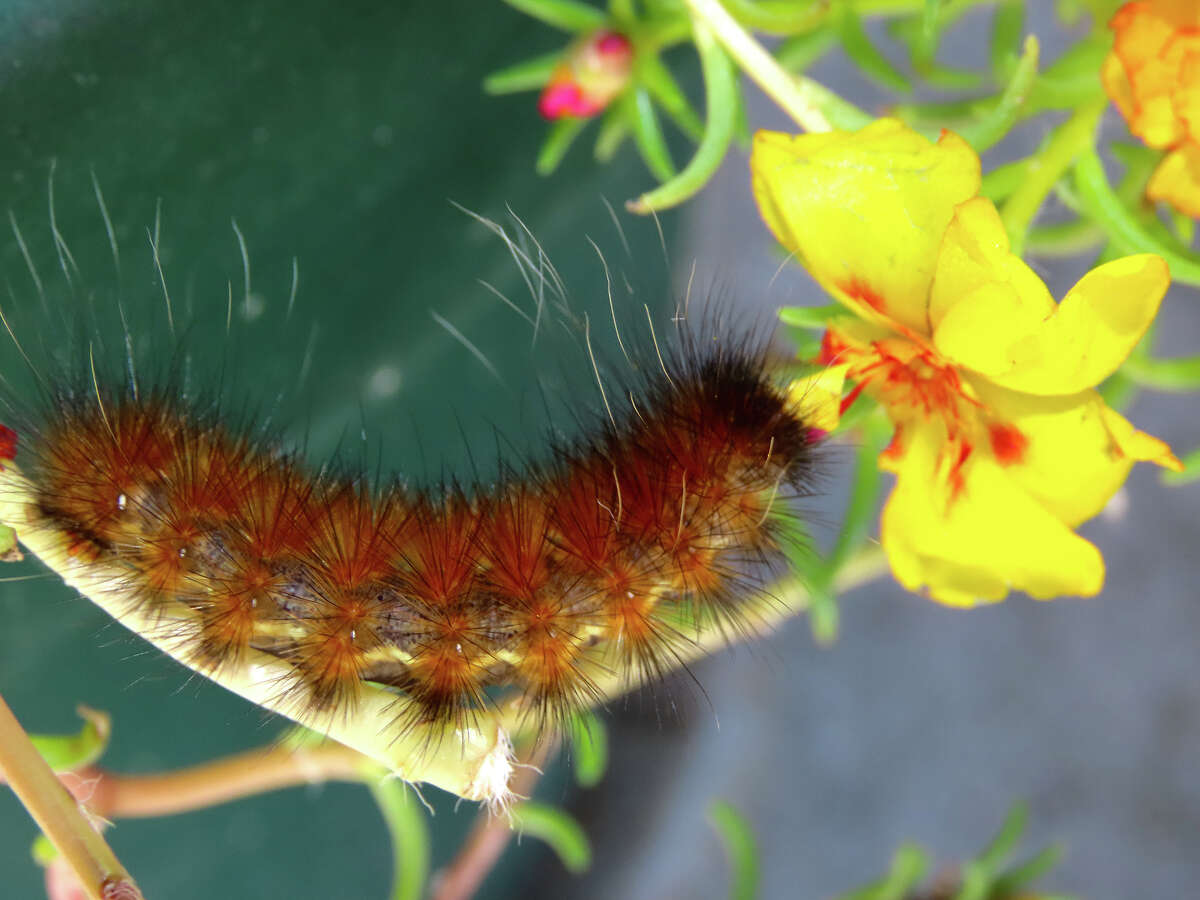 A woolly worm makes its way across a flower in Morgan County.