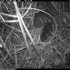A still shot from a UC Davis trail cam footage shows a mother vole and her pups.