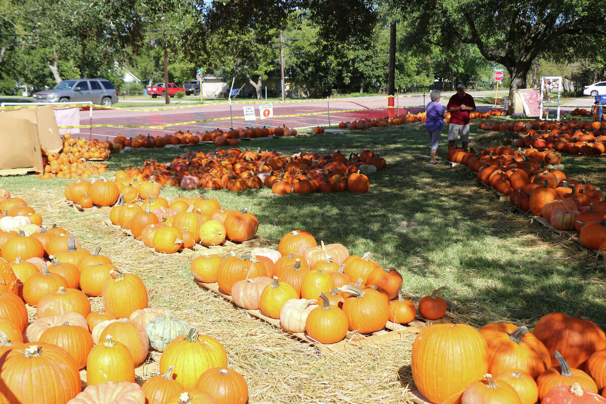 Some pumpkins are protected by the shade, while others bask in the sunlight at the Crosby UMC annual pumpkin patch at 1334 Runneburg Road in Crosby.