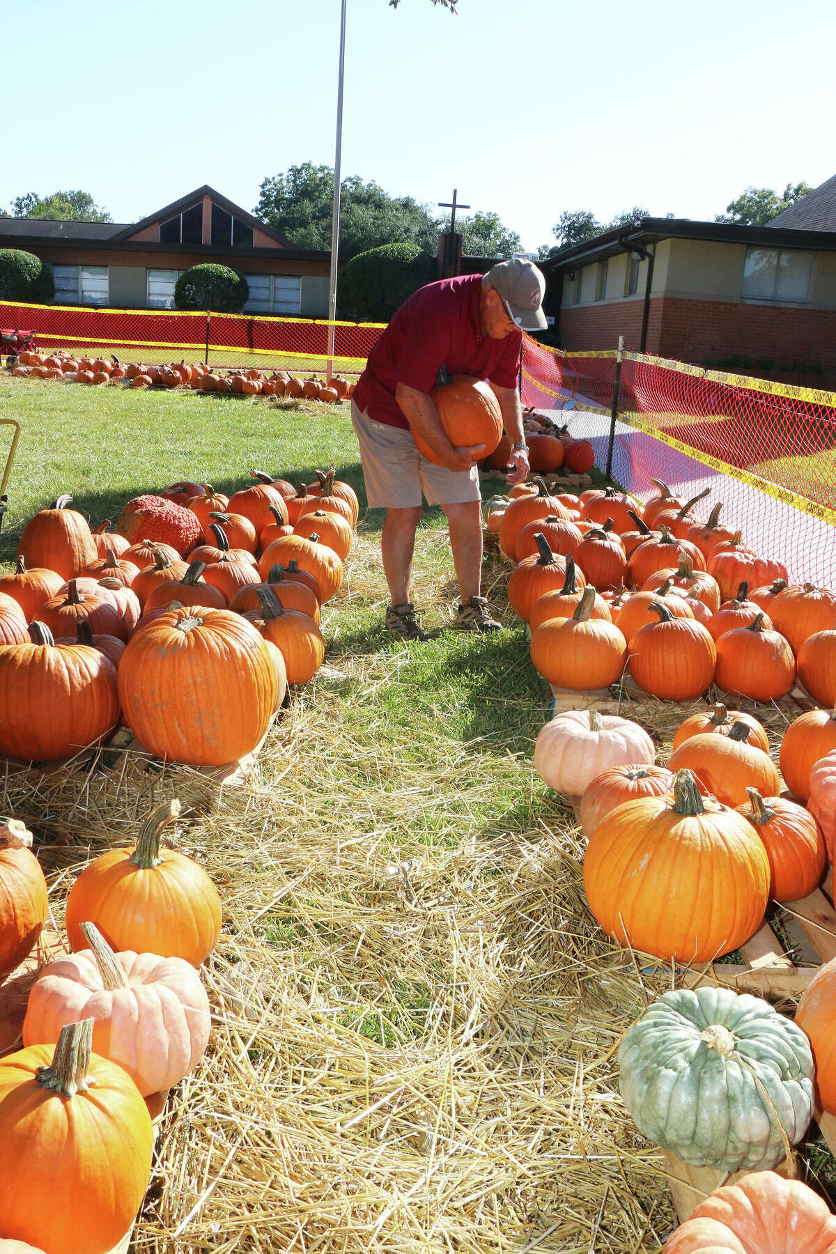 Chris Claunch, a volunteer in the patch, inspects gourds to see if they need to be moved in or out of the sun, or resituated in the patch to avoid bruising on the bottom. A full 18-wheeler truck containing nearly 40,000 pounds of pumpkins arrived at Crosby United Methodist Church earlier this month for the church's annual pumpkin patch. Most of the pumpkins you'll find in Houston aren't actually grown here.