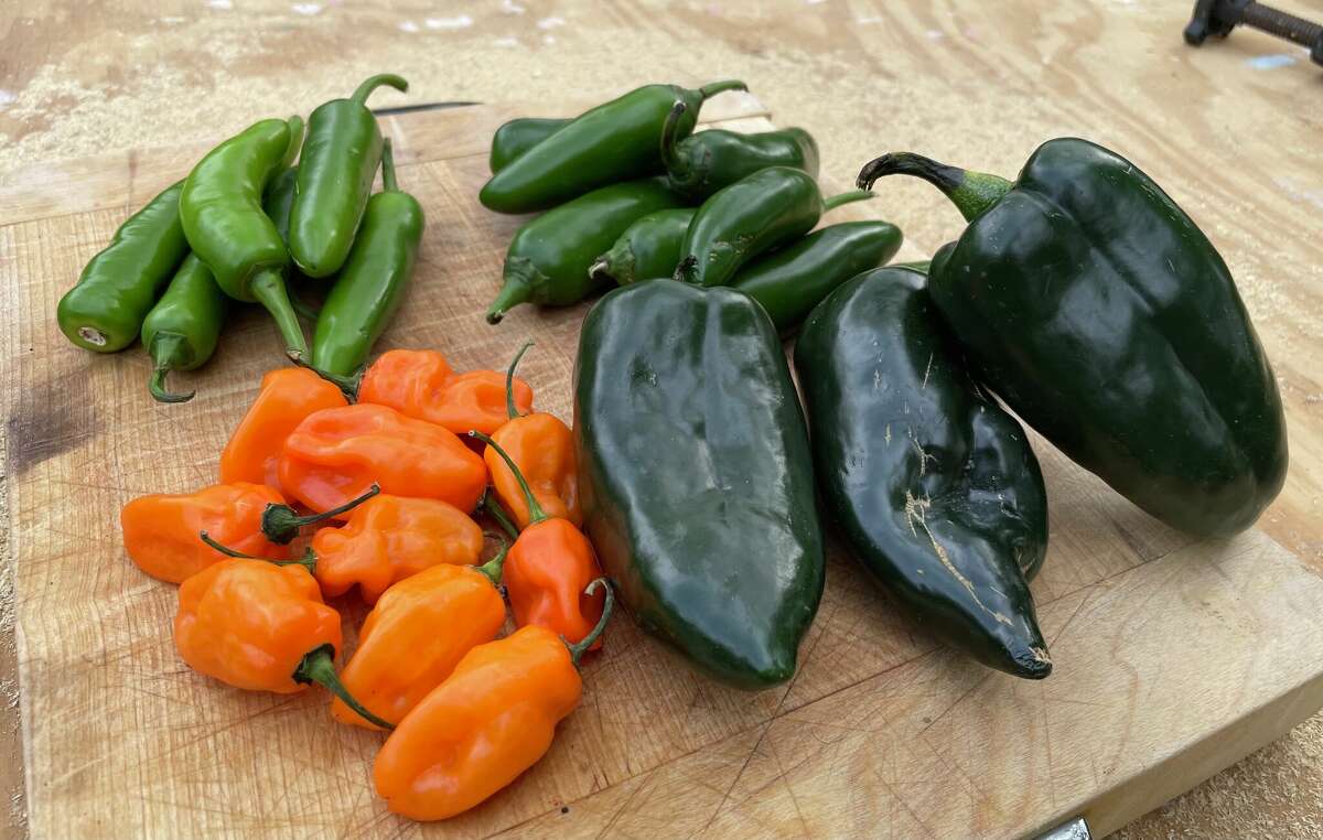 An assortment of peppers includes (clockwise from left) habanero, jalapeno, serrano and poblano peppers that are easily found in grocery stores. 