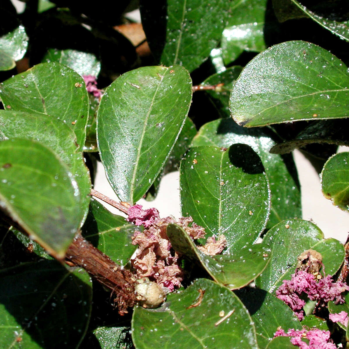This crape myrtle is covered with aphids.