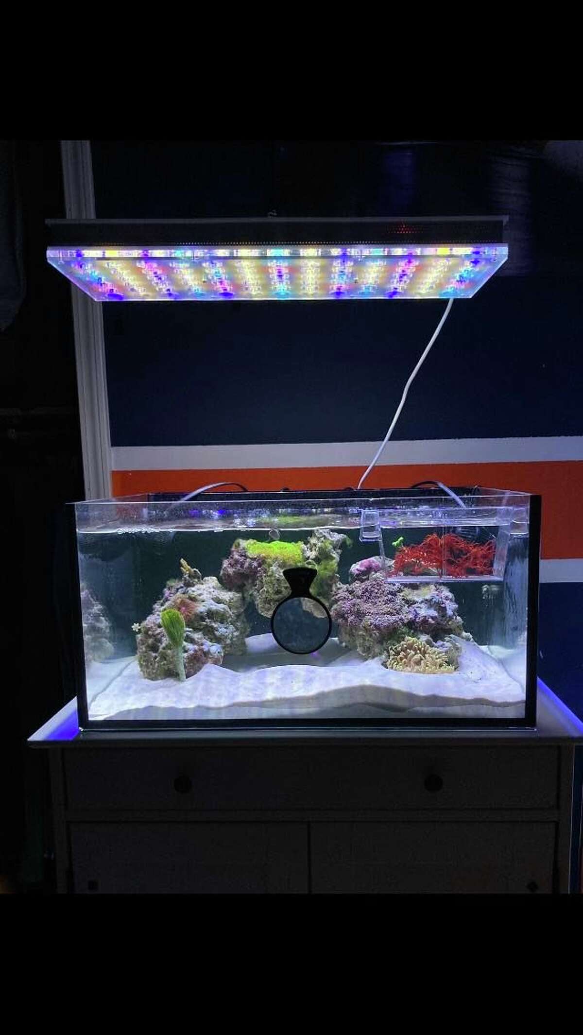 Once YoCamron’s Aquatics officially opens for business in New Milford this fall, owner Cameron Atherton plans to sell, among other items, all different types of aquatic life as well as aquariums and the supplies that go with aquariums. 