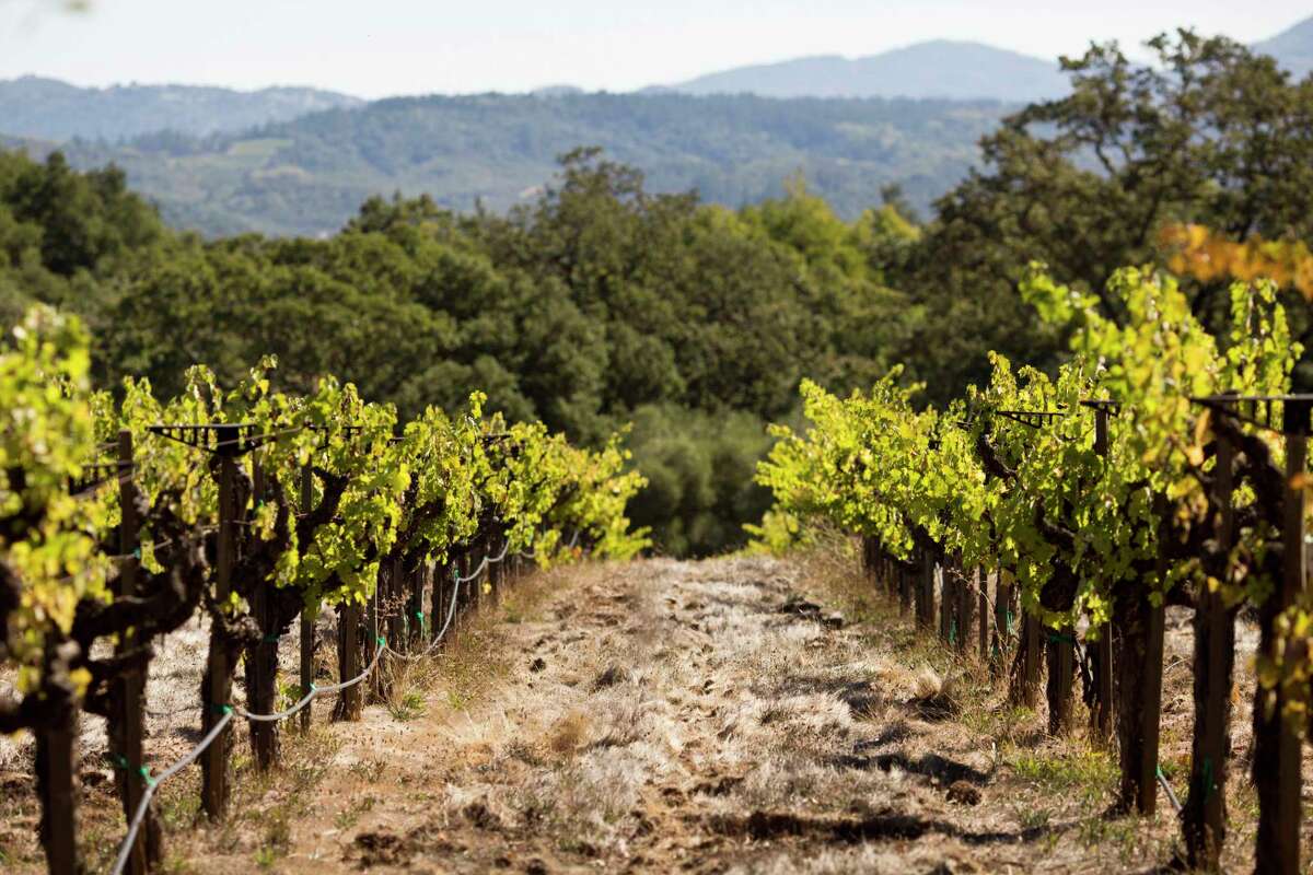 2013年，圣赫勒拿岛的春山葡萄园(Spring Mountain Vineyard)由雅基·萨弗拉(Jacqui Safra)所有，他的家族经营着一个强大的全球银行帝国。