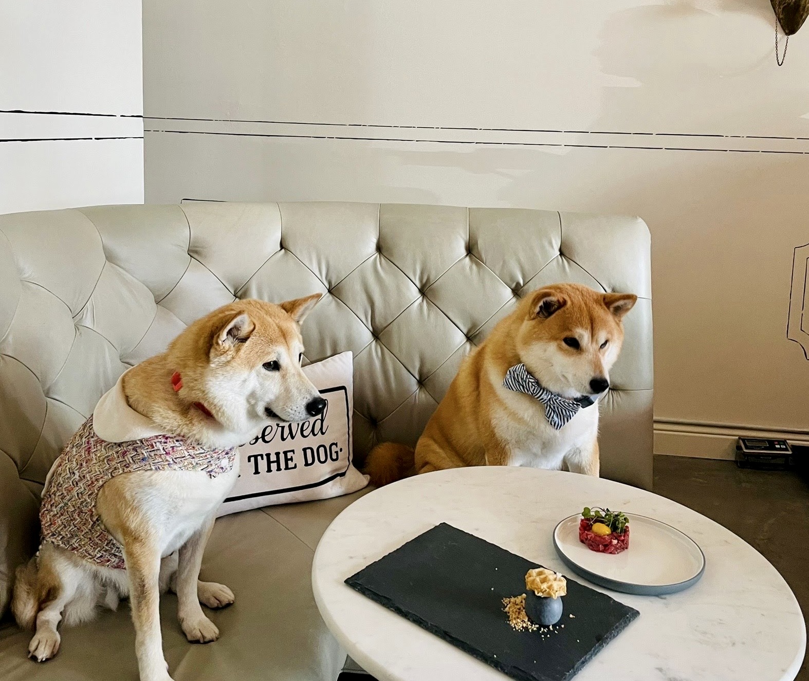 sf-has-a-fine-dining-restaurant-for-dogs-with-75-tasting-menu
