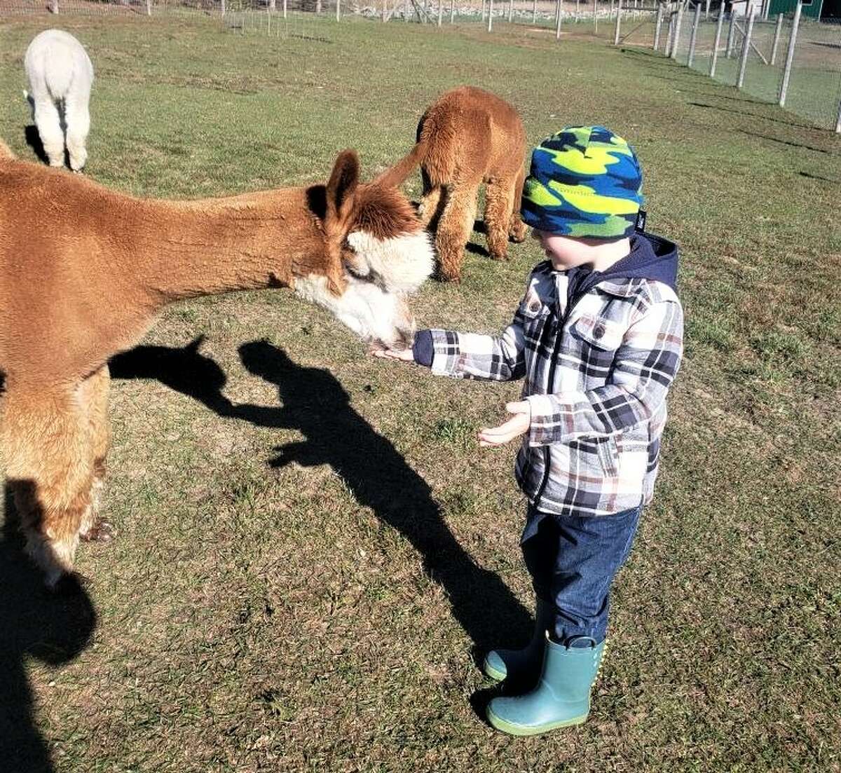 A student feeds an alpaca Thursday during Trinity Lutheran preschool students' visit to G&D Alpaca Farm in Manistee.
