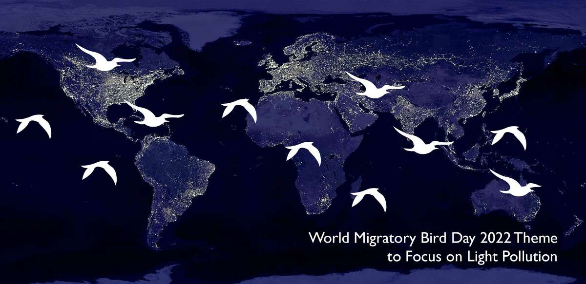Bird map showing light pollution