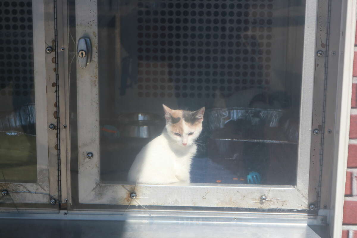 A kitten gazed through the window of the Pasadena Animal Shelter's Paw Mart during a recent adoption at Crenshaw Park.