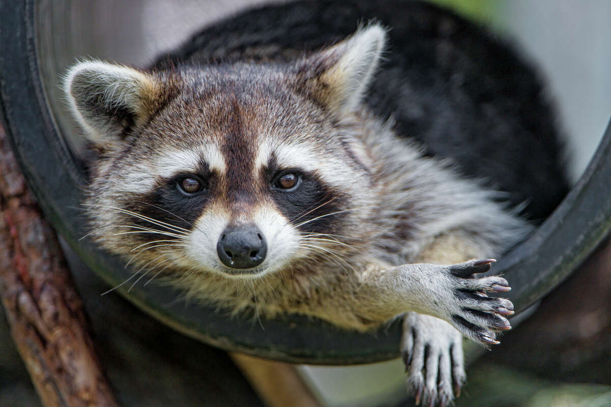 Raccoons knock power out twice in Seguin.